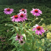 Prodigal Spouse Seeds